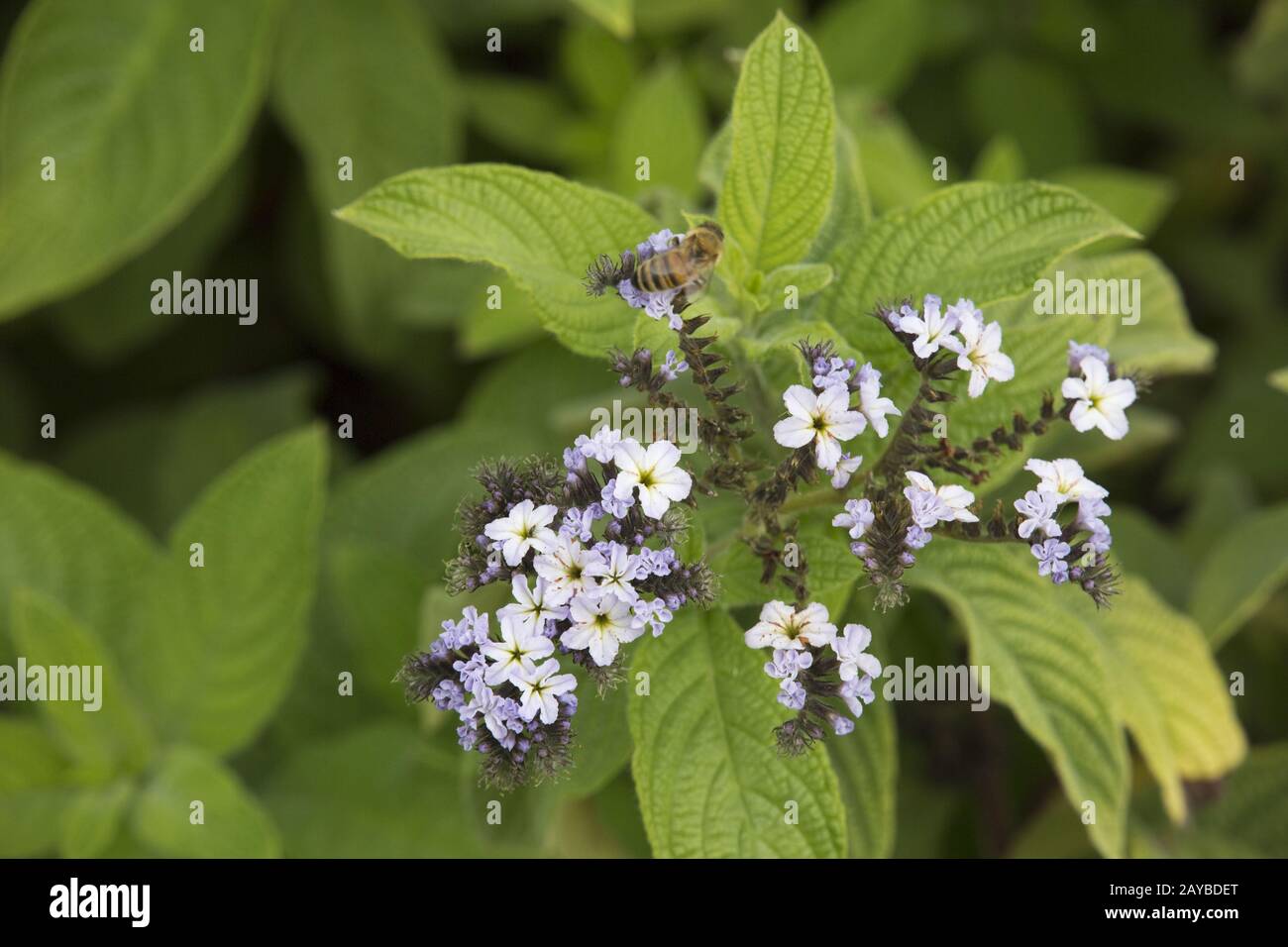 garden heliotrope, common heliotrope or cherry pie (Heliotropium arborescens) Stock Photo