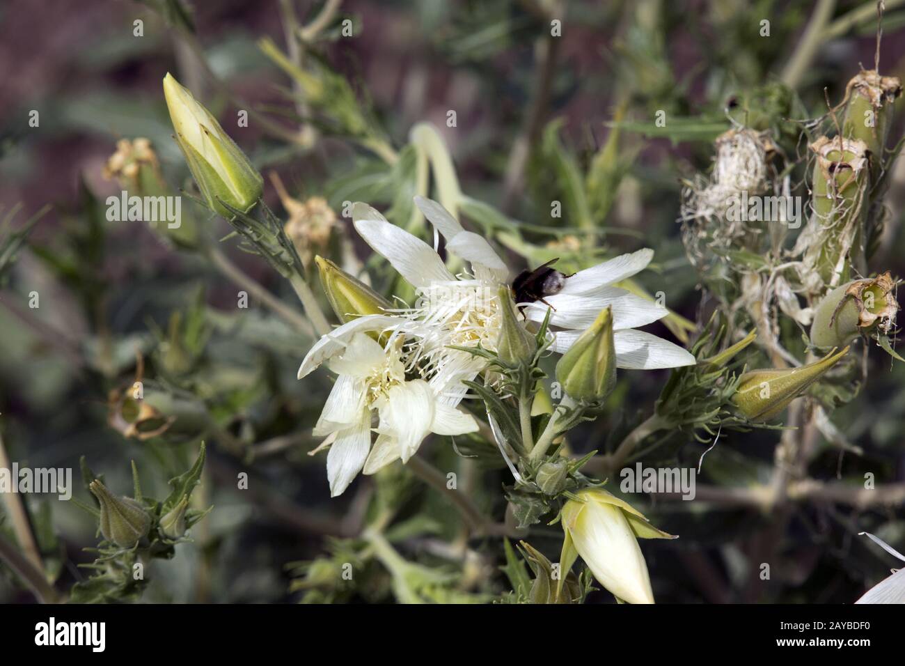 tenpetal blazingstar, evening-star, candleflower, gumbo lily or chalk lily (Mentzelia decapetala) Stock Photo