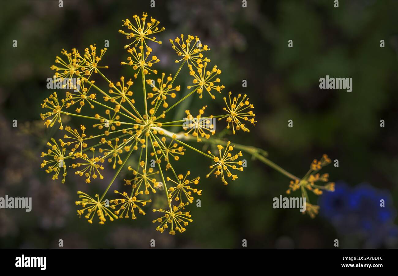 Flowers by the wayside Stock Photo Alamy