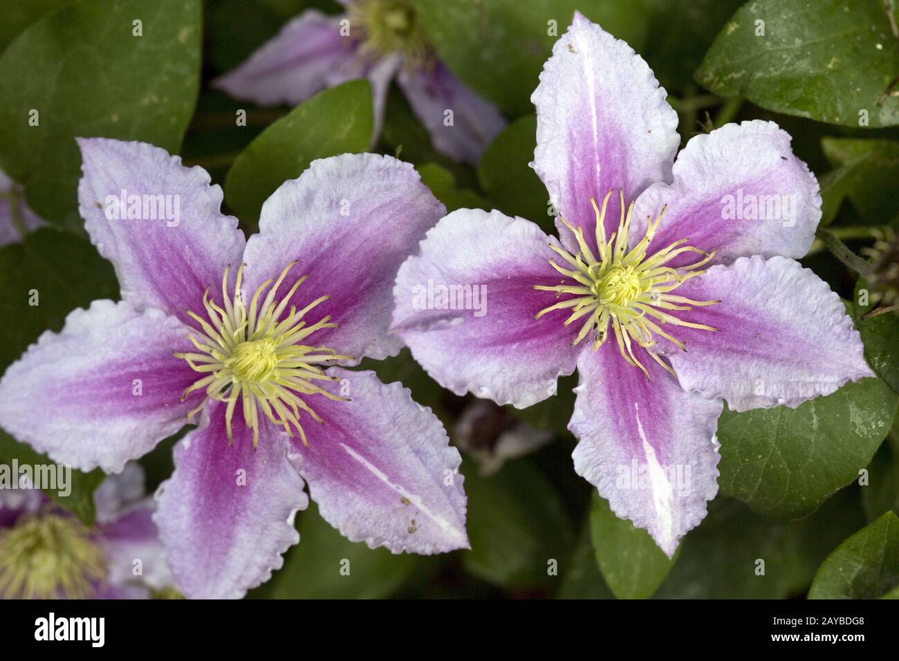 pink flowers of a clematis hybrid Stock Photo