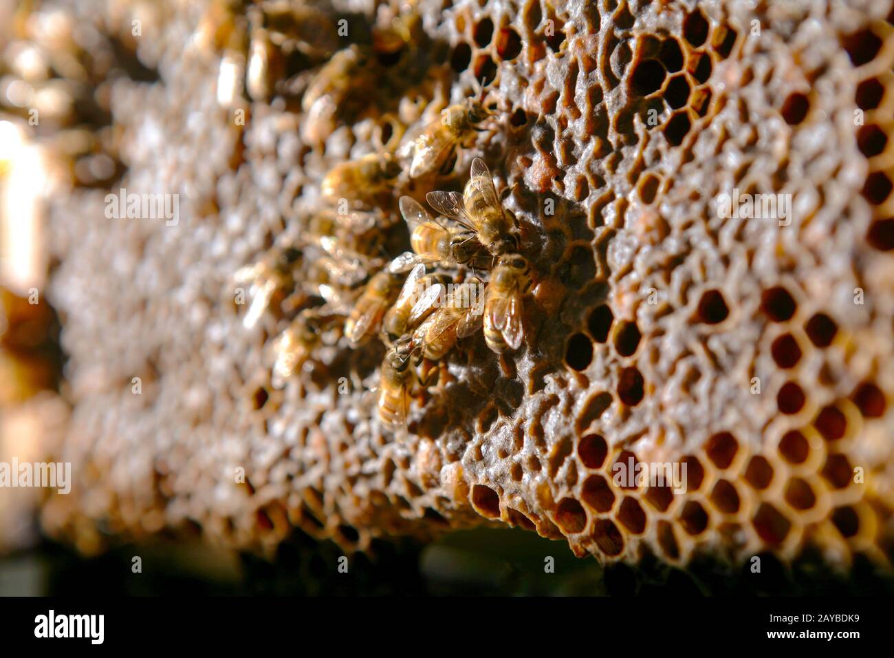 Bees walk over in a hive Stock Photo Alamy