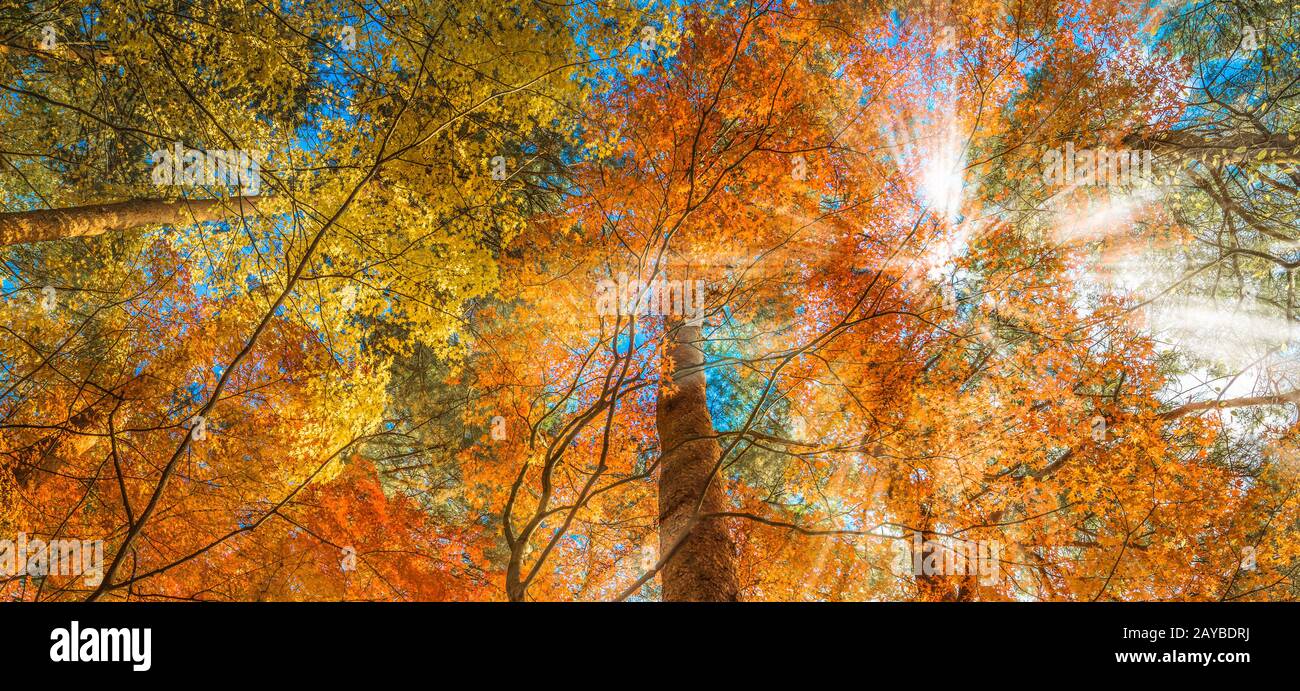 multi colour trees in the autumn forest Stock Photo
