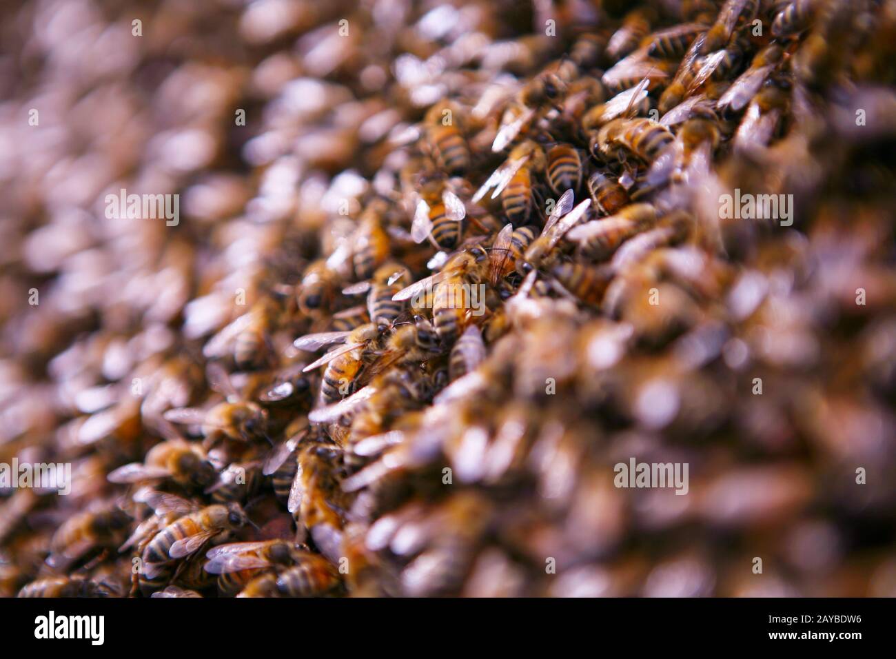 Bees walk over honeycomb in a hive Stock Photo