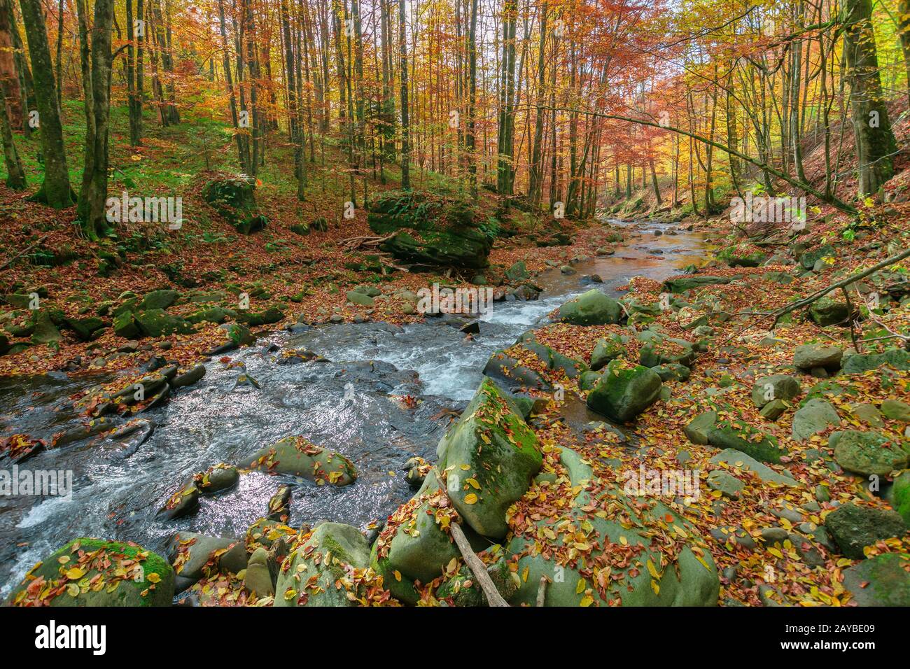 forest river in autumn. rapid water flow among the trees and mossy ...