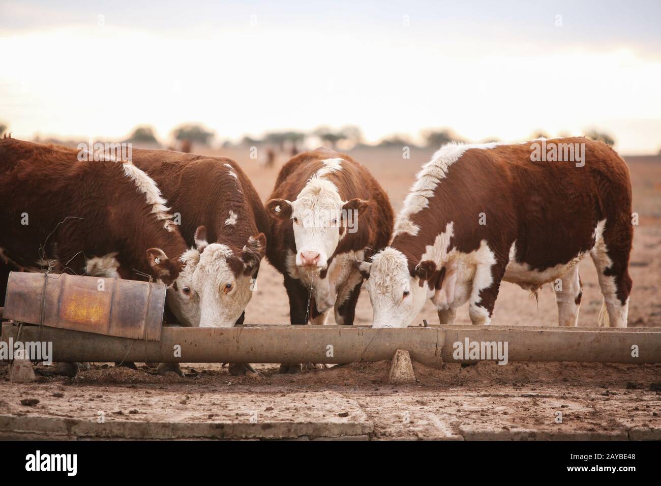 Cow drinking from a water trough hires stock photography and images