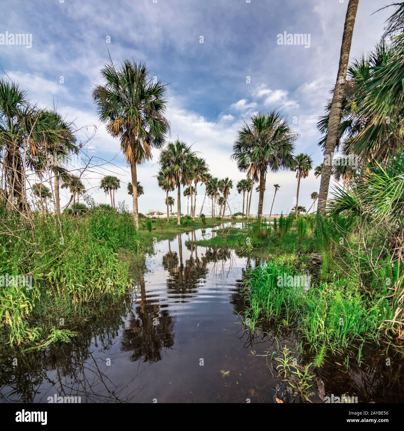 hunting island beach and state park in south carolina Stock Photo