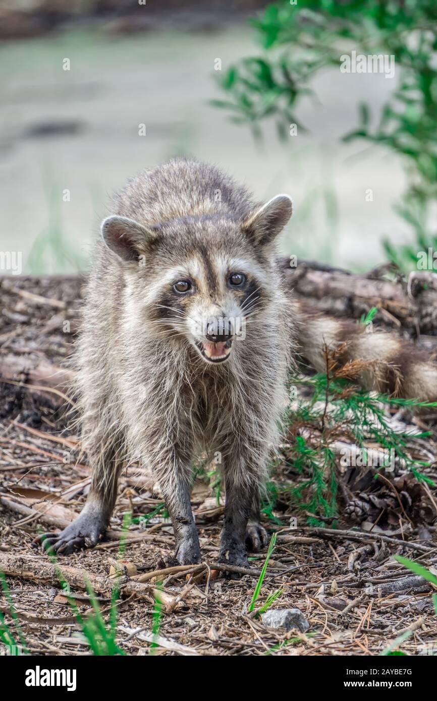 raccoon causing mischief at a campsite Stock Photo