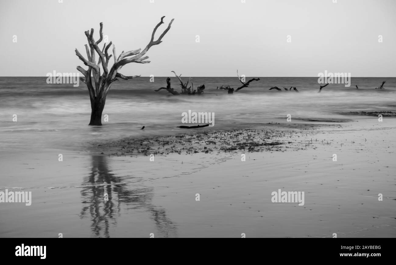 Driftwood and washed out trees at the beach on Hunting Island Stock Photo