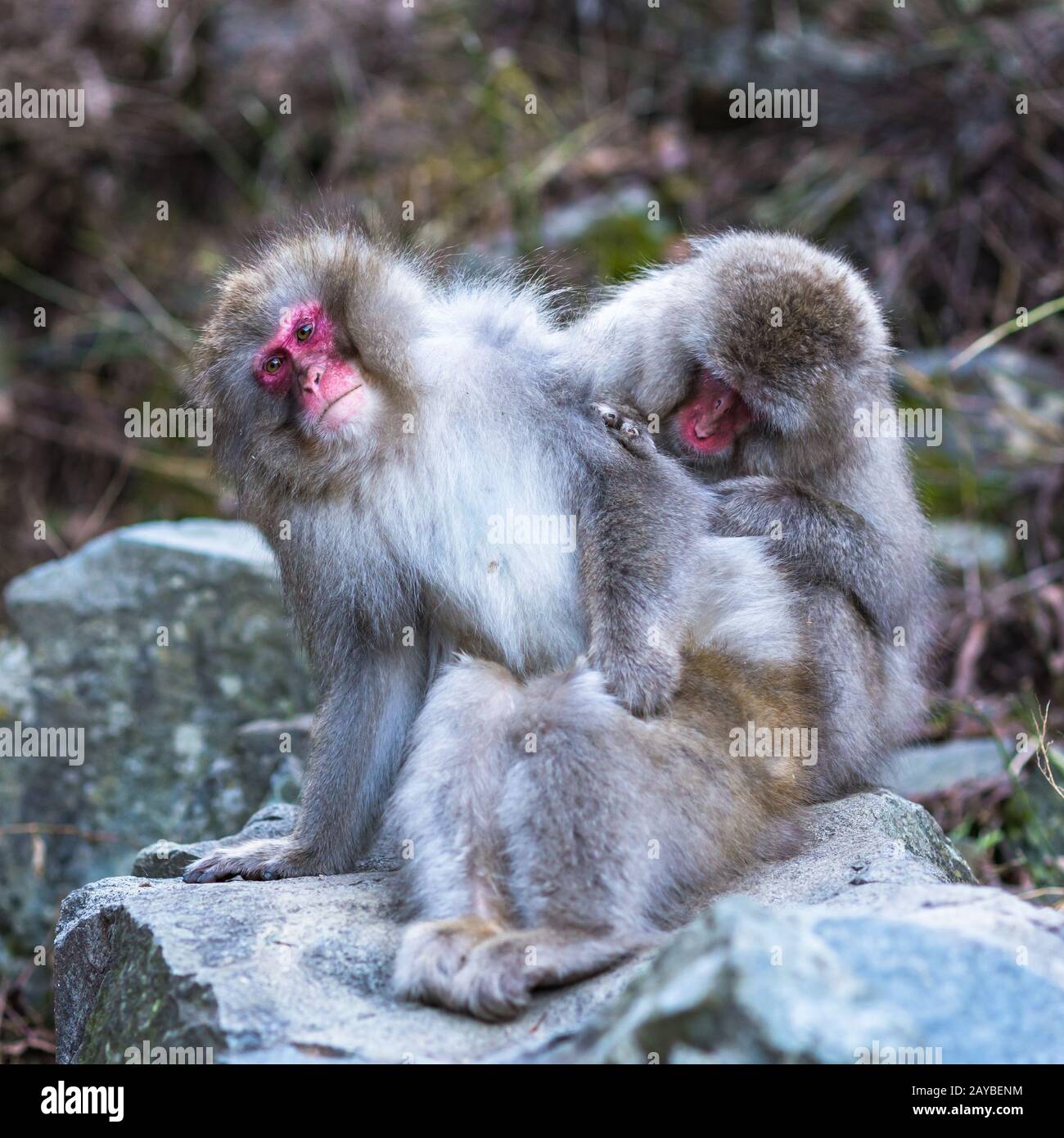 Snow monkeys or Japanese Macaques in hot spring onsen Stock Photo