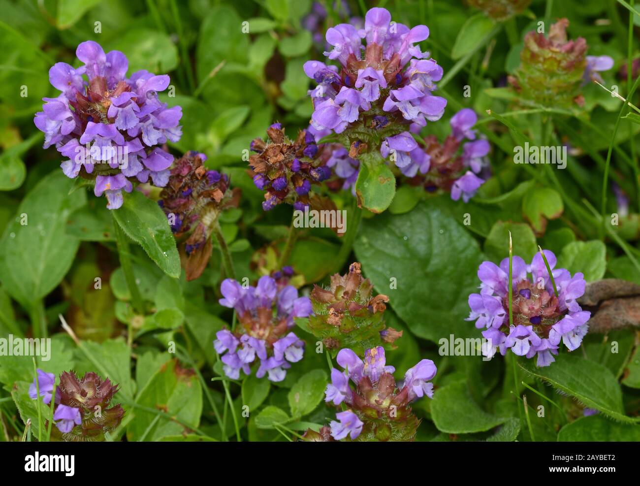 common self-heal, heal-all, Prunella vulgaris Stock Photo