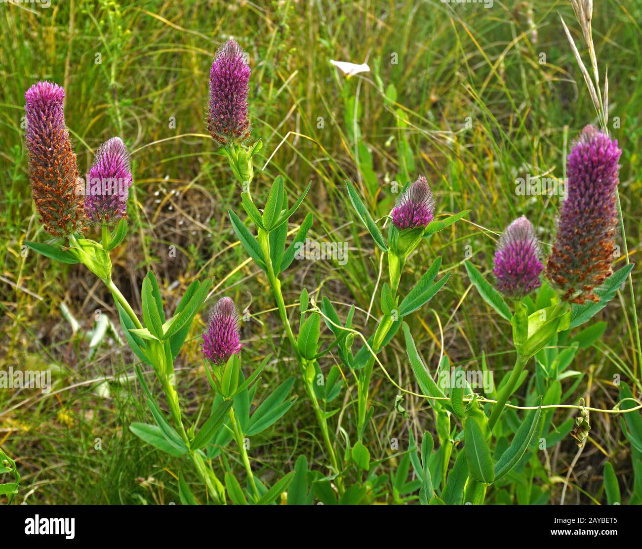 trefoil, clover, Trifolium rubens, Stock Photo