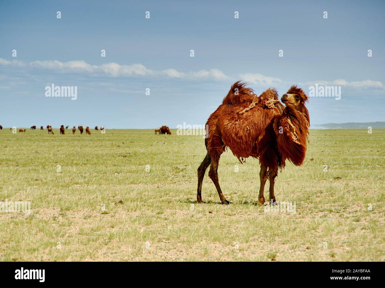 Bactrian or two-humped camel Stock Photo - Alamy