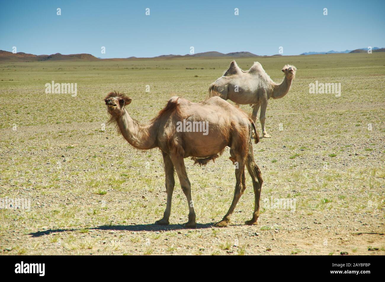 Bactrian or two-humped camel Stock Photo - Alamy