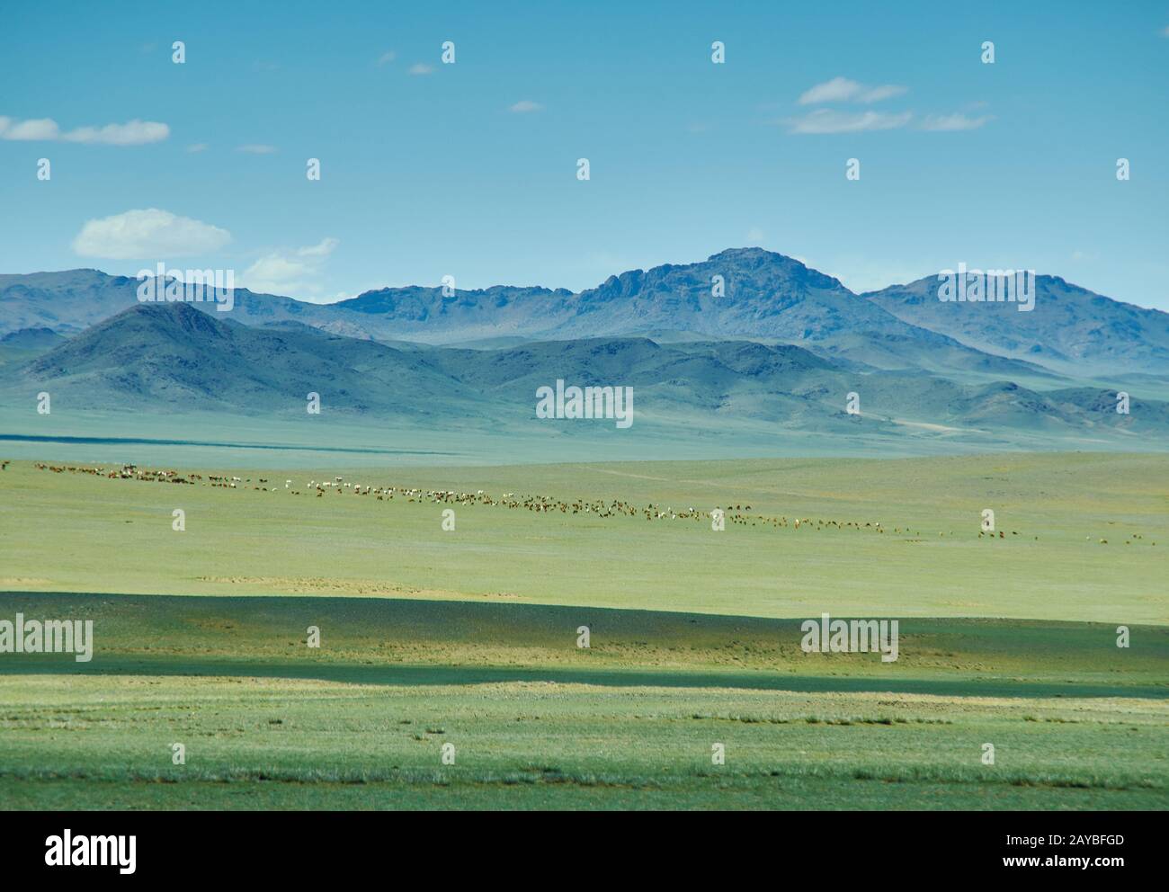 herd of sheep and goats graze in Mongolian steppe Stock Photo - Alamy