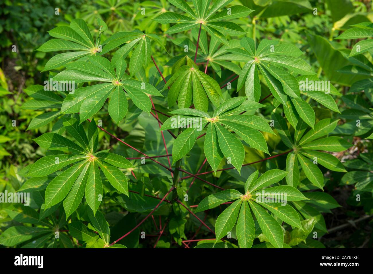 Close-up of a manioc (commonly called cassava, yuca, macaxeira, mandioca  and aipim) plant on Java Island in Indonesia Stock Photo - Alamy