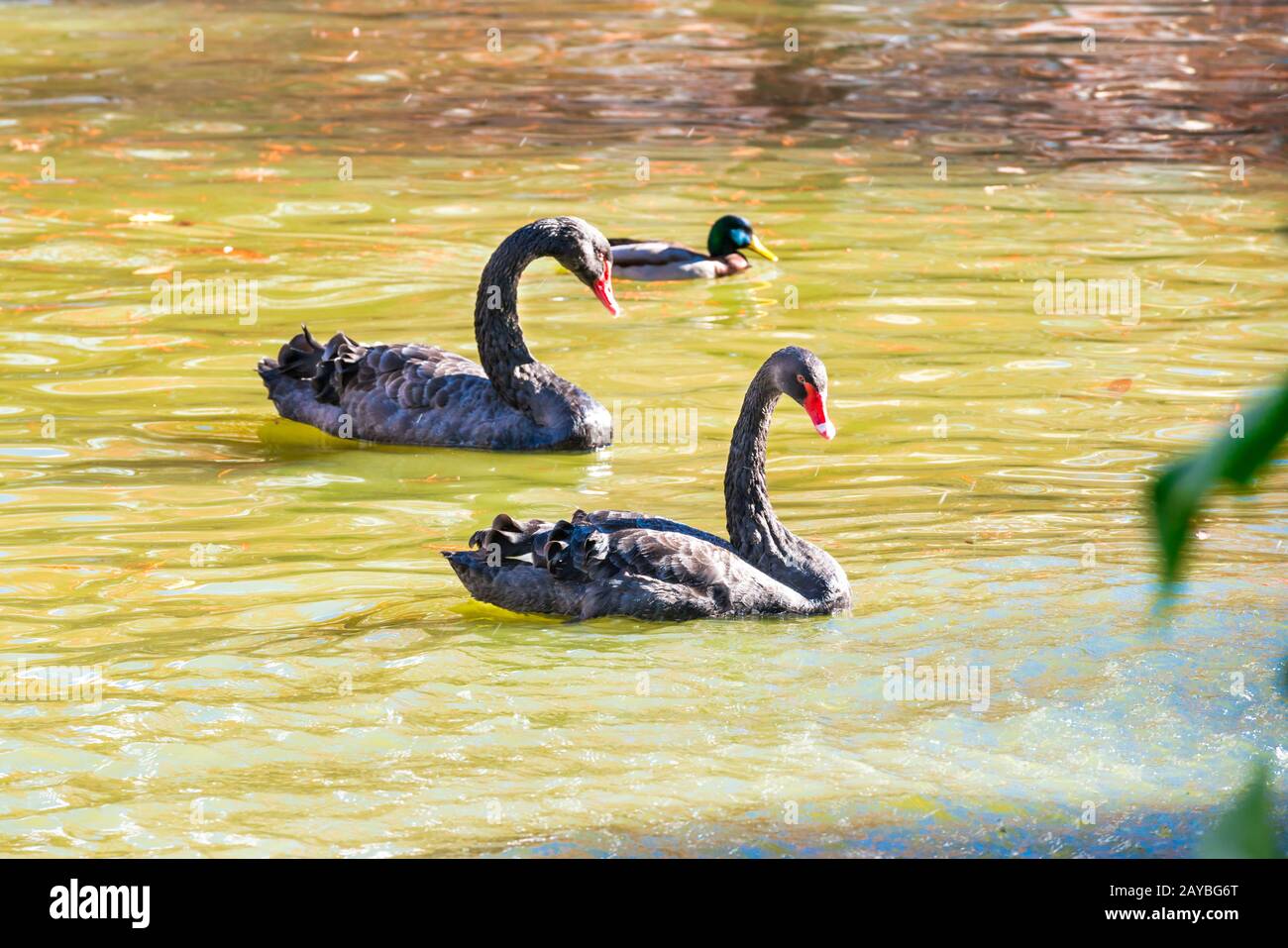 Pair of black swans and ducks swimming in pond Stock Photo