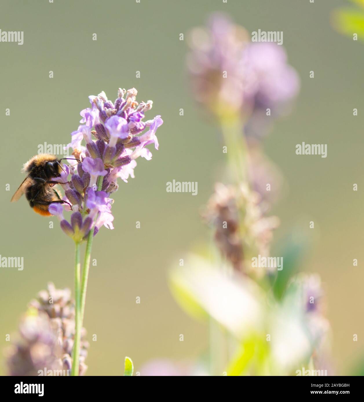 bumble bee searching for food, Macrophotography Stock Photo