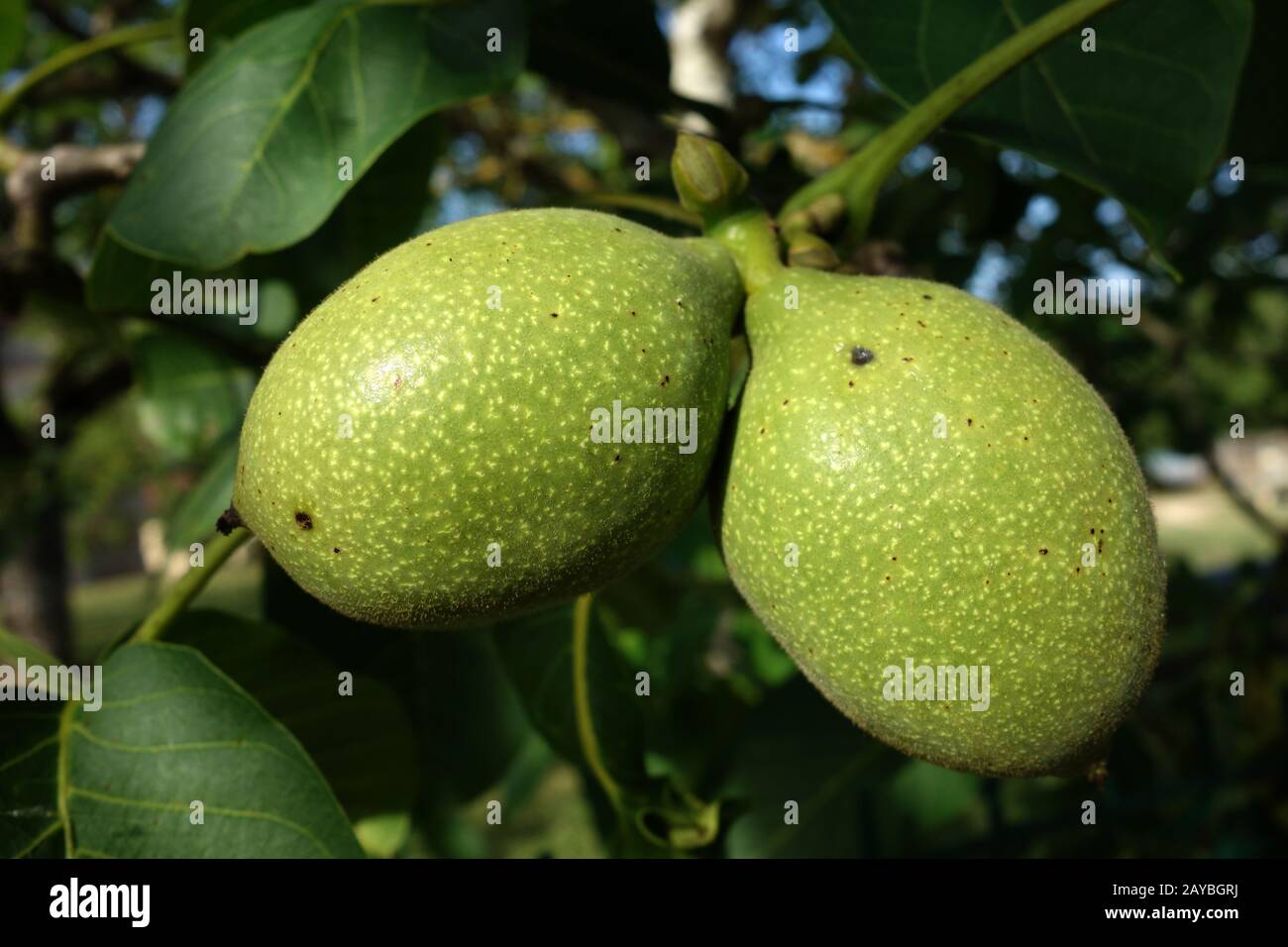 green walnuts Stock Photo