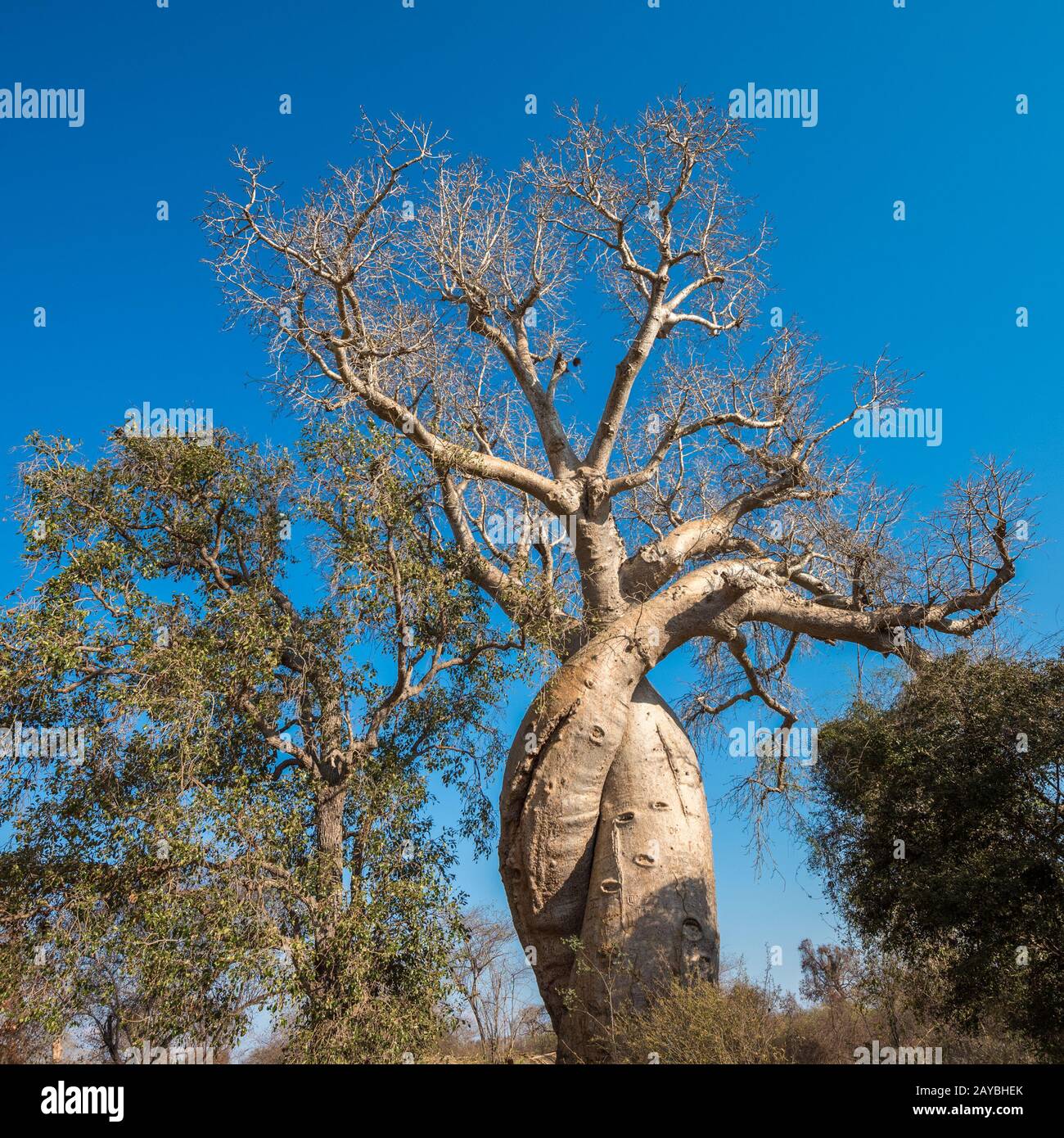 Baobab Amoureux, two baobabs in love, Madagascar Stock Photo