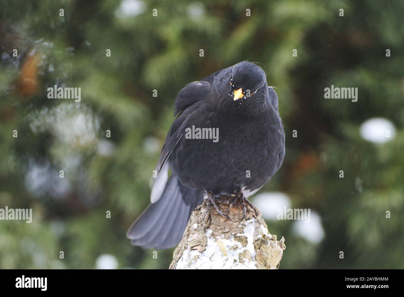blackbird Stock Photo