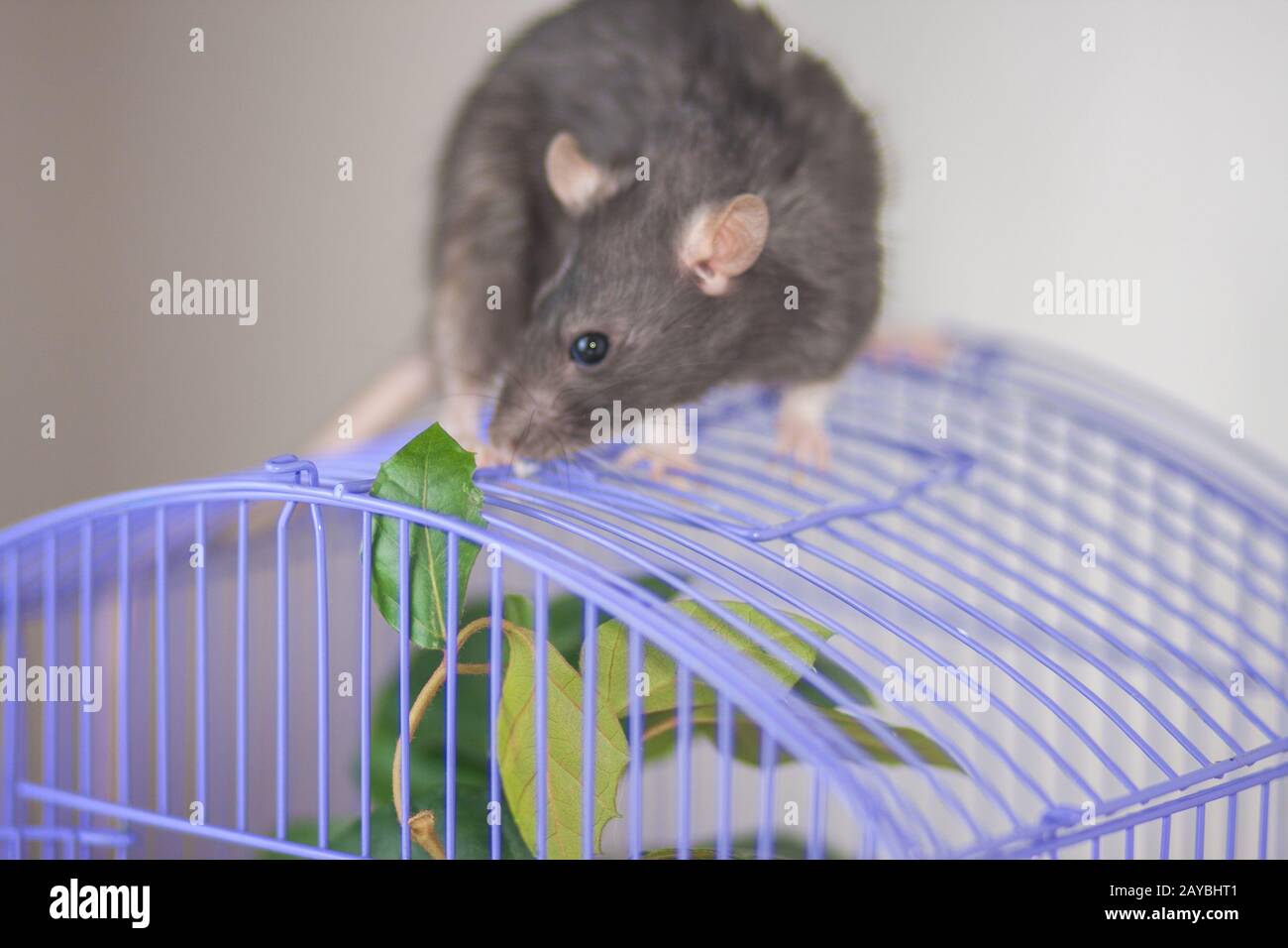 purple rat cage
