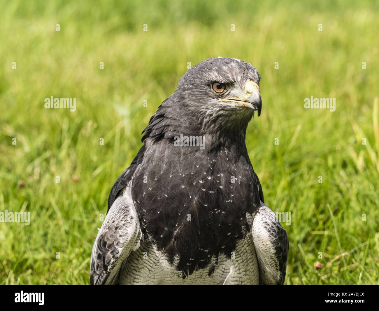 Chilean Eagle Buzzard Stock Photo - Alamy