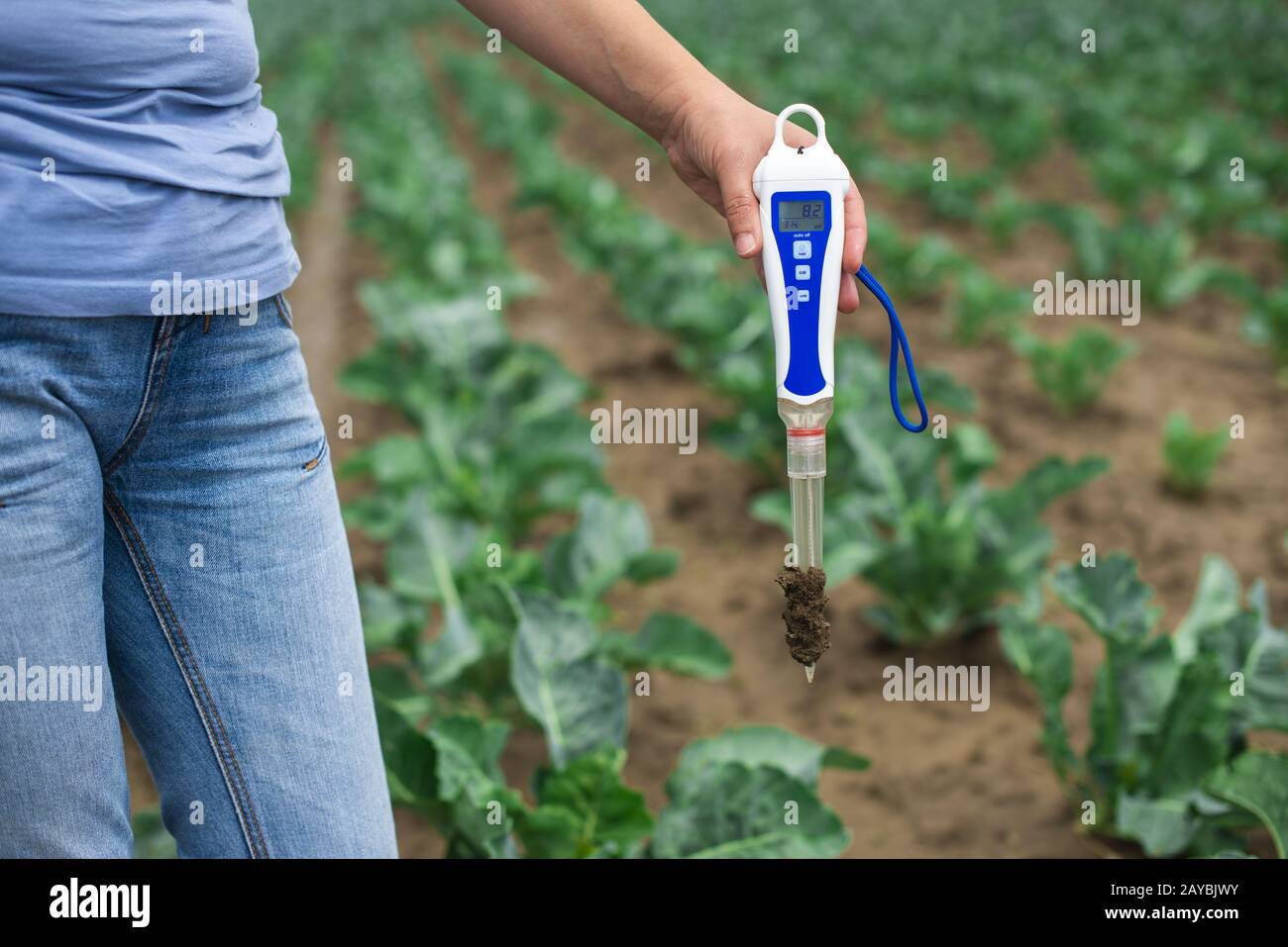 Woman use digital soil meter in the soil. Cabbage plants. Stock Photo