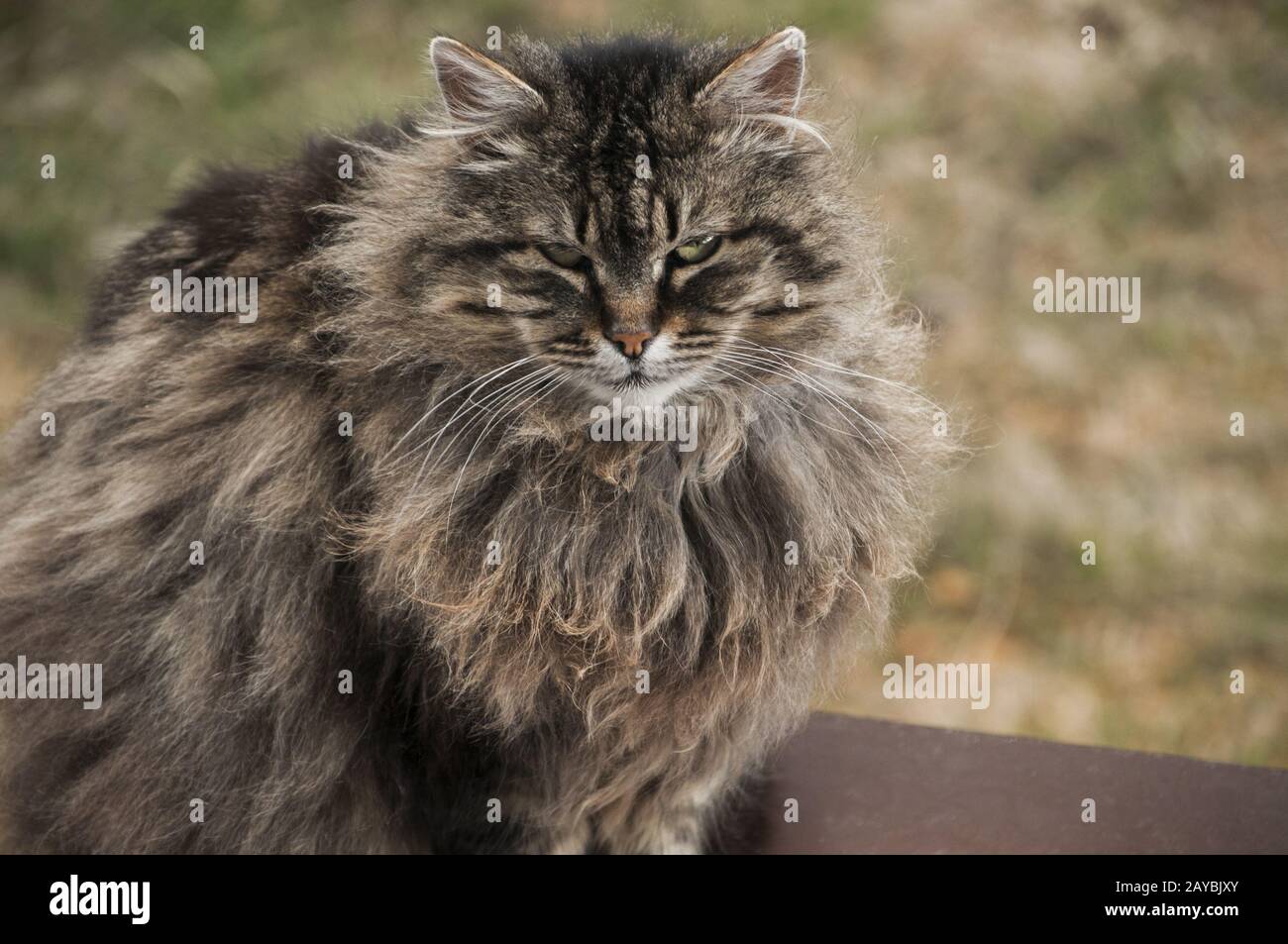 Norwegian purebred forest cat portrait head closeup Stock Photo