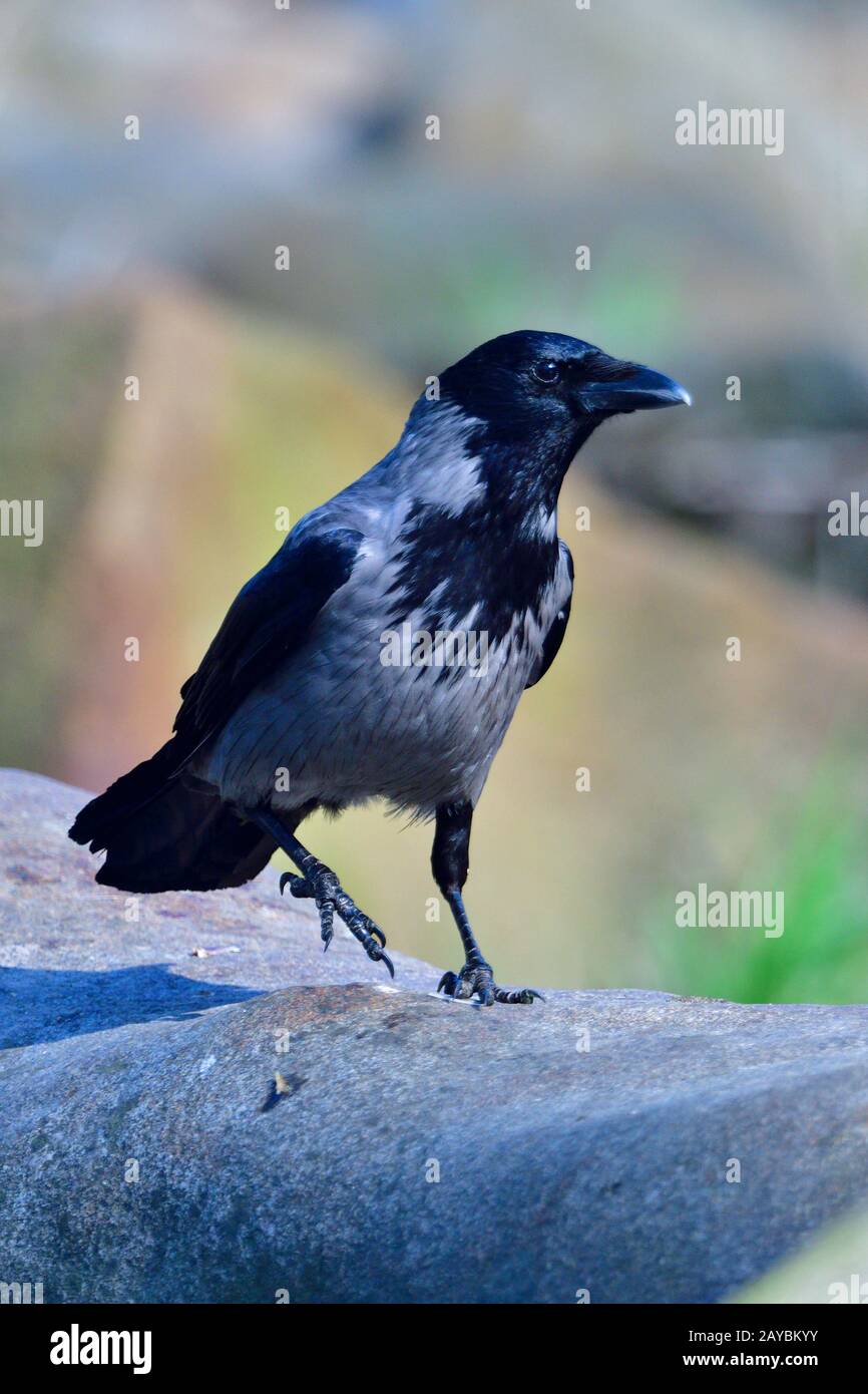 fog crow Stock Photo