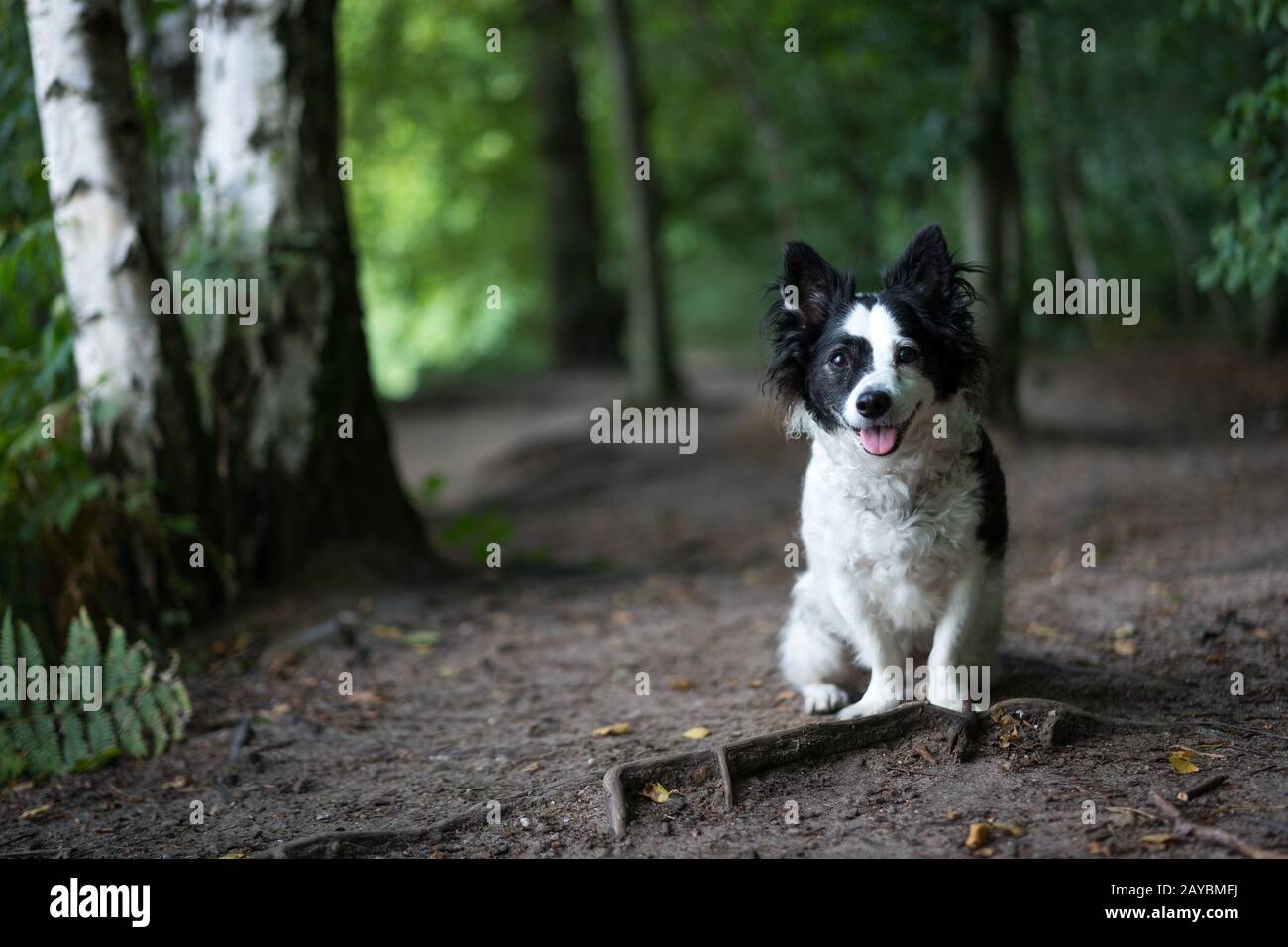 Kleiner schwarz-weißer Mischlingshund sitzt im Wald auf einem Weg Stock Photo