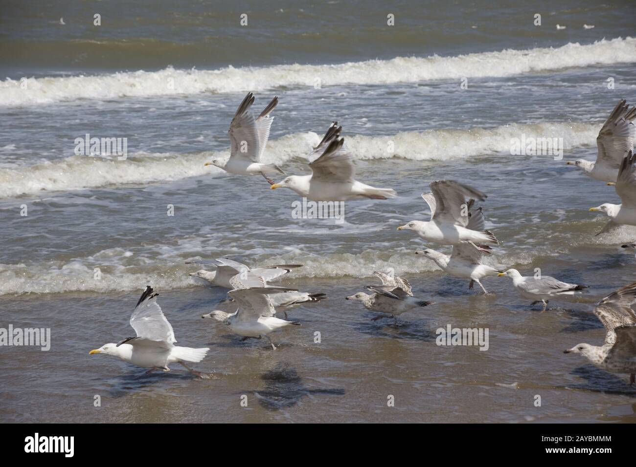 European herring gull in the surf zone Stock Photo