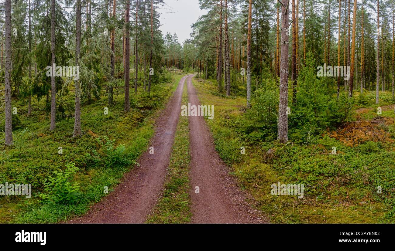 Forest dirt road Stock Photo