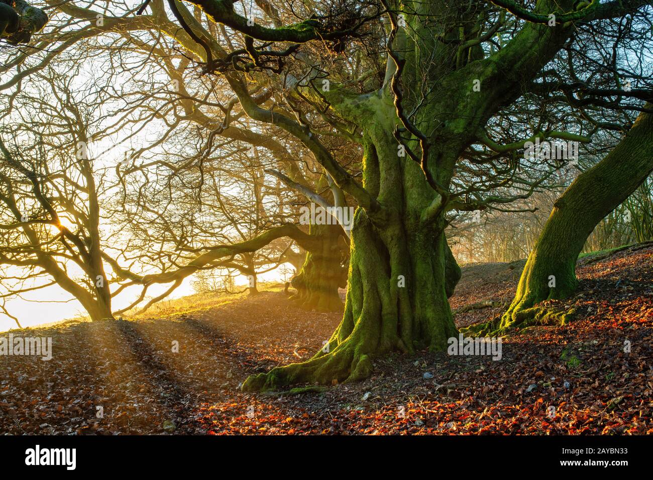 Old windswept beech trees on the top of Martinsell Hill on a foggy winter morning at sunrise. Near Oare, Vale of Pewsey, Wiltshire, England Stock Photo