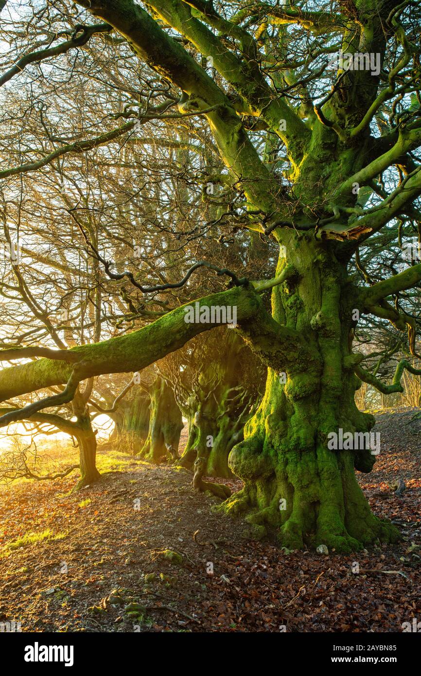 February sunrise oak tree hi-res stock photography and images - Alamy