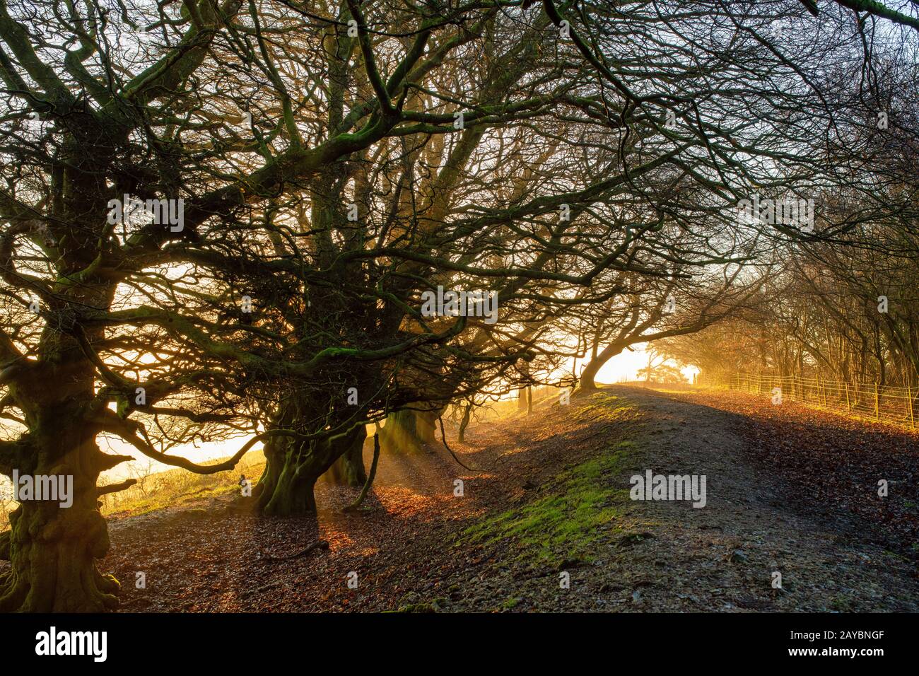 Old windswept beech trees on the top of Martinsell Hill on a foggy winter morning at sunrise. Near Oare, Vale of Pewsey, Wiltshire, England Stock Photo