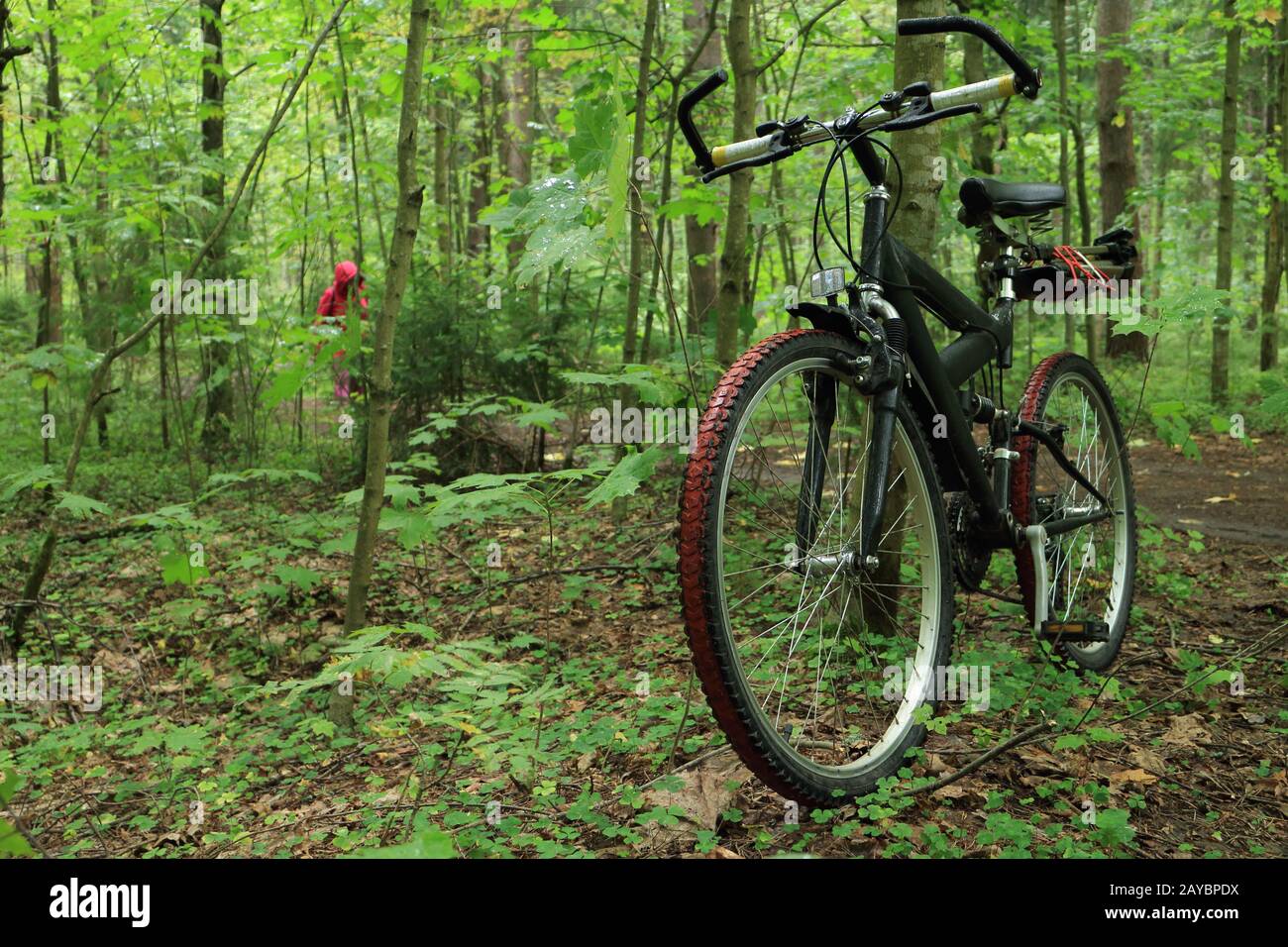 green forest bike in the foreground Stock Photo