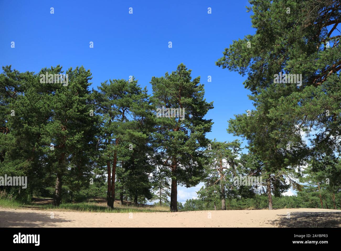pine forest in summer Stock Photo