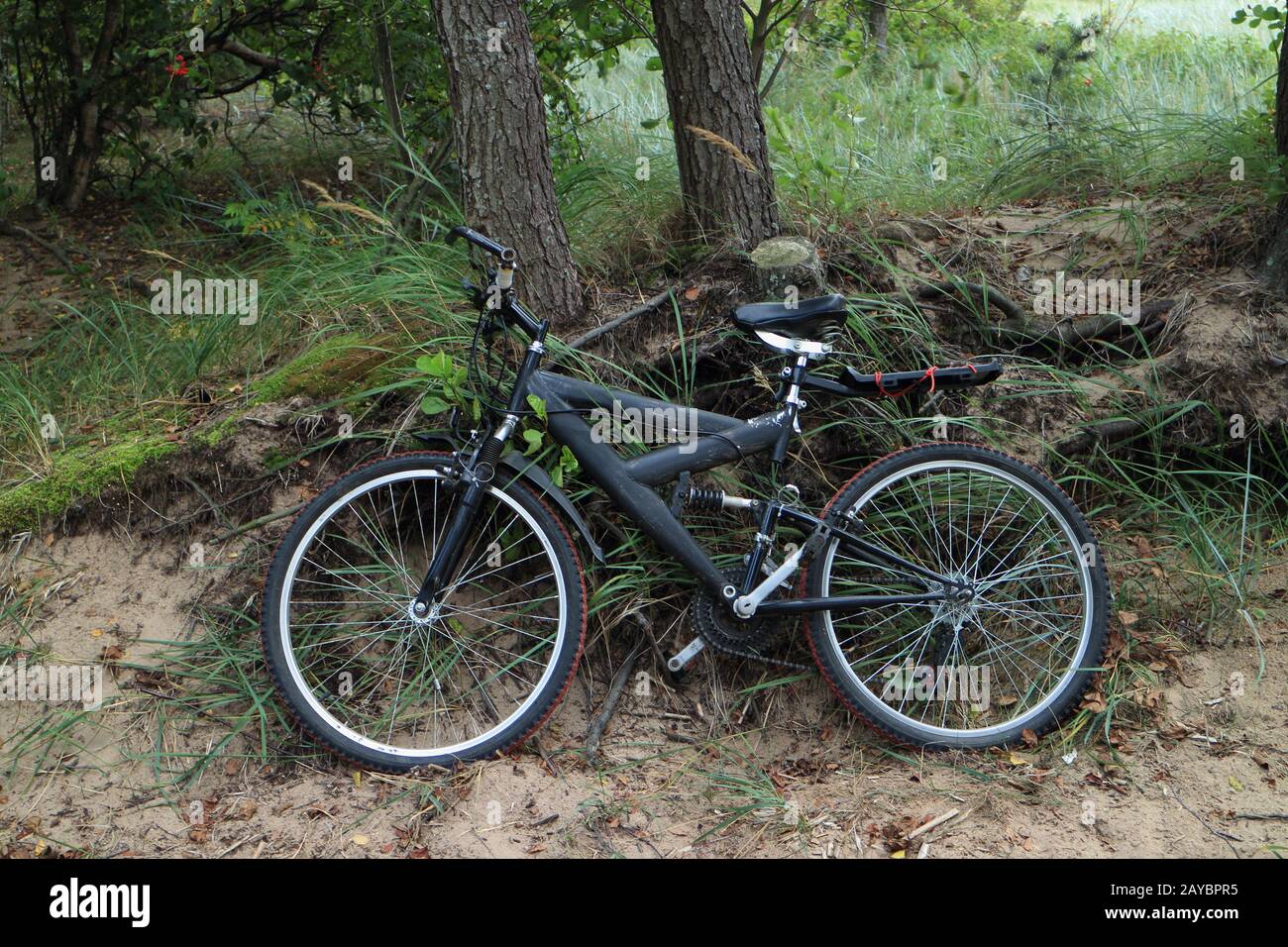 bike near a tree Stock Photo