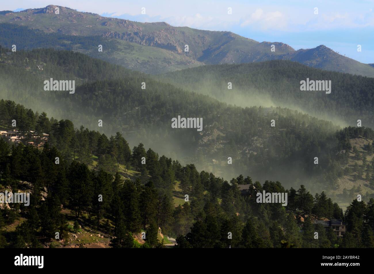 Every spring huge amounts of Ponderosa Pine pollen are set airborne by breezes in the Colorado foothills. Stock Photo
