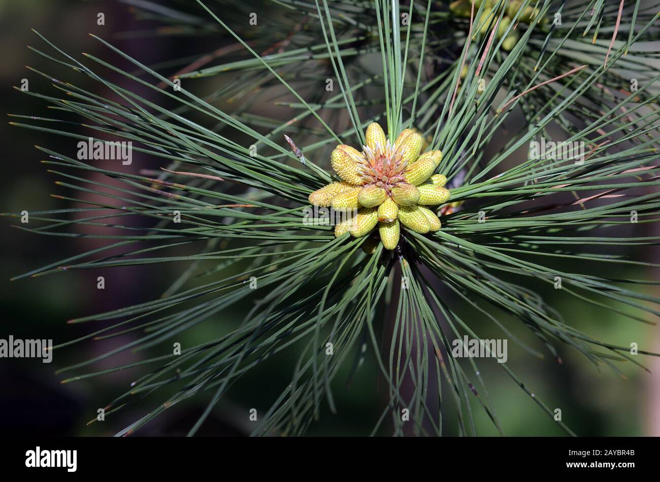 Pine pollen cloud hires stock photography and images Alamy