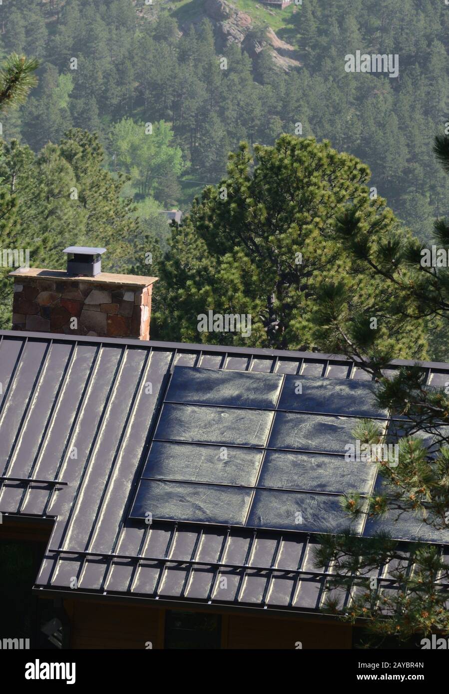 Every spring huge amounts of Ponderosa Pine pollen is set airborne by ...