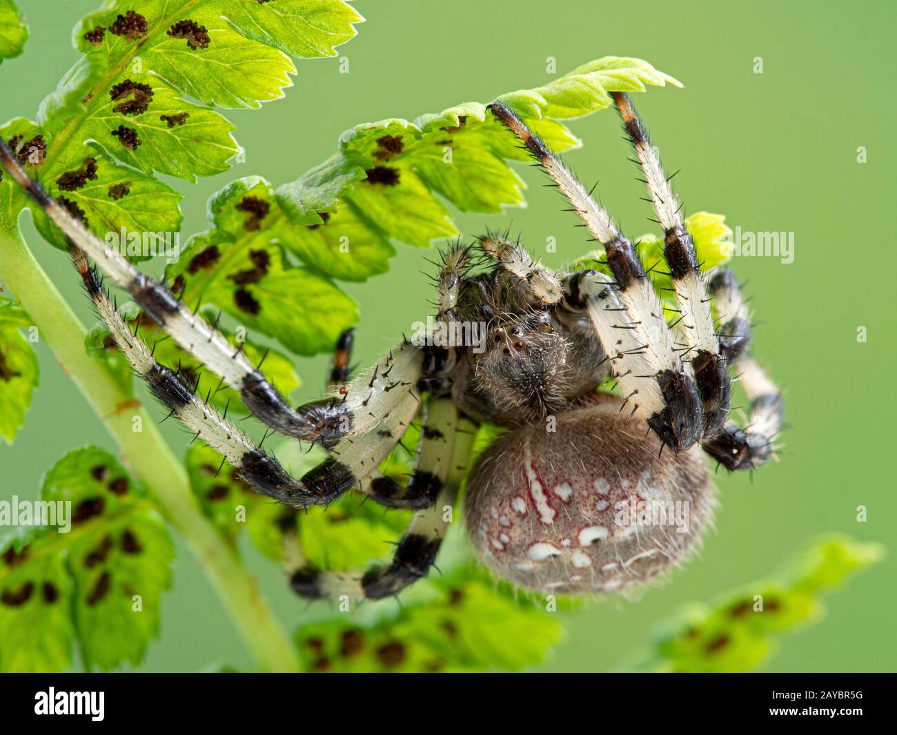 Female shamrock orbweaver spider, Araneus trifolium, hiding on underside of fern frond Stock Photo