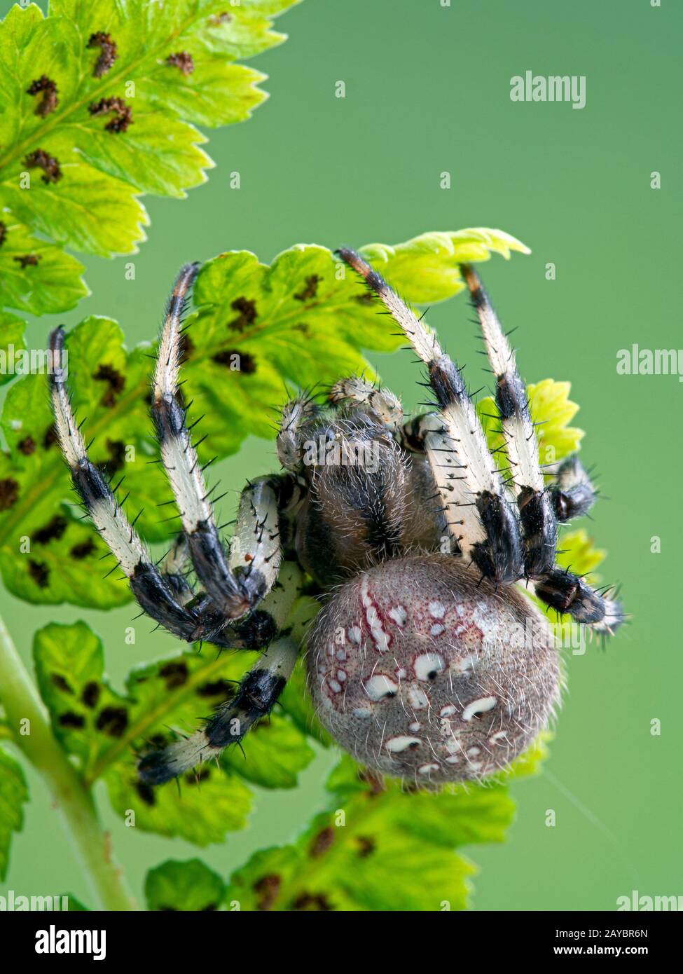 Female shamrock orbweaver spider, Araneus trifolium, hiding on underside of fern frond, vertical Stock Photo