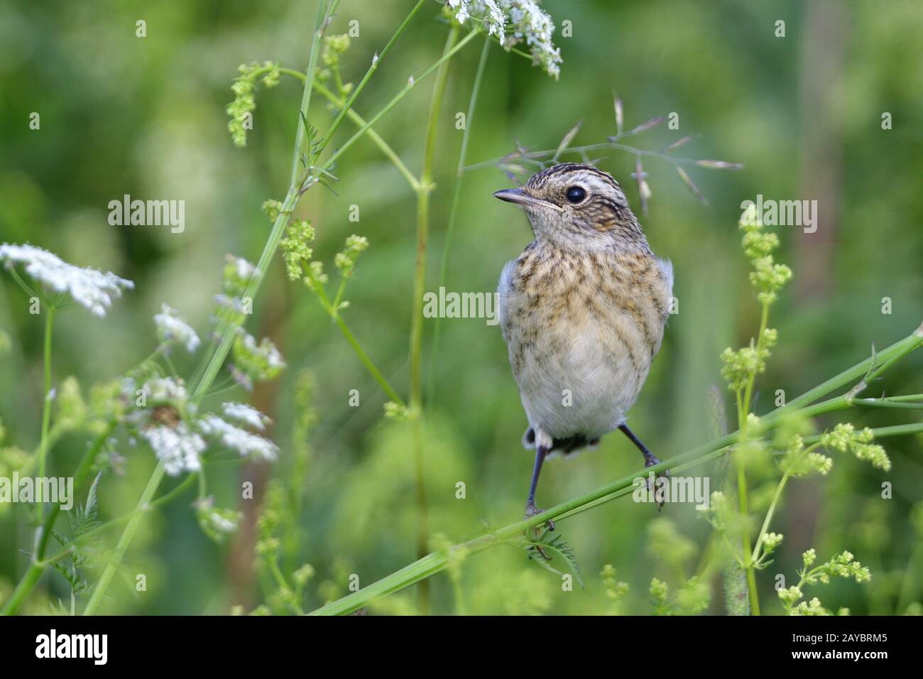 Young Brownthroat Stock Photo
