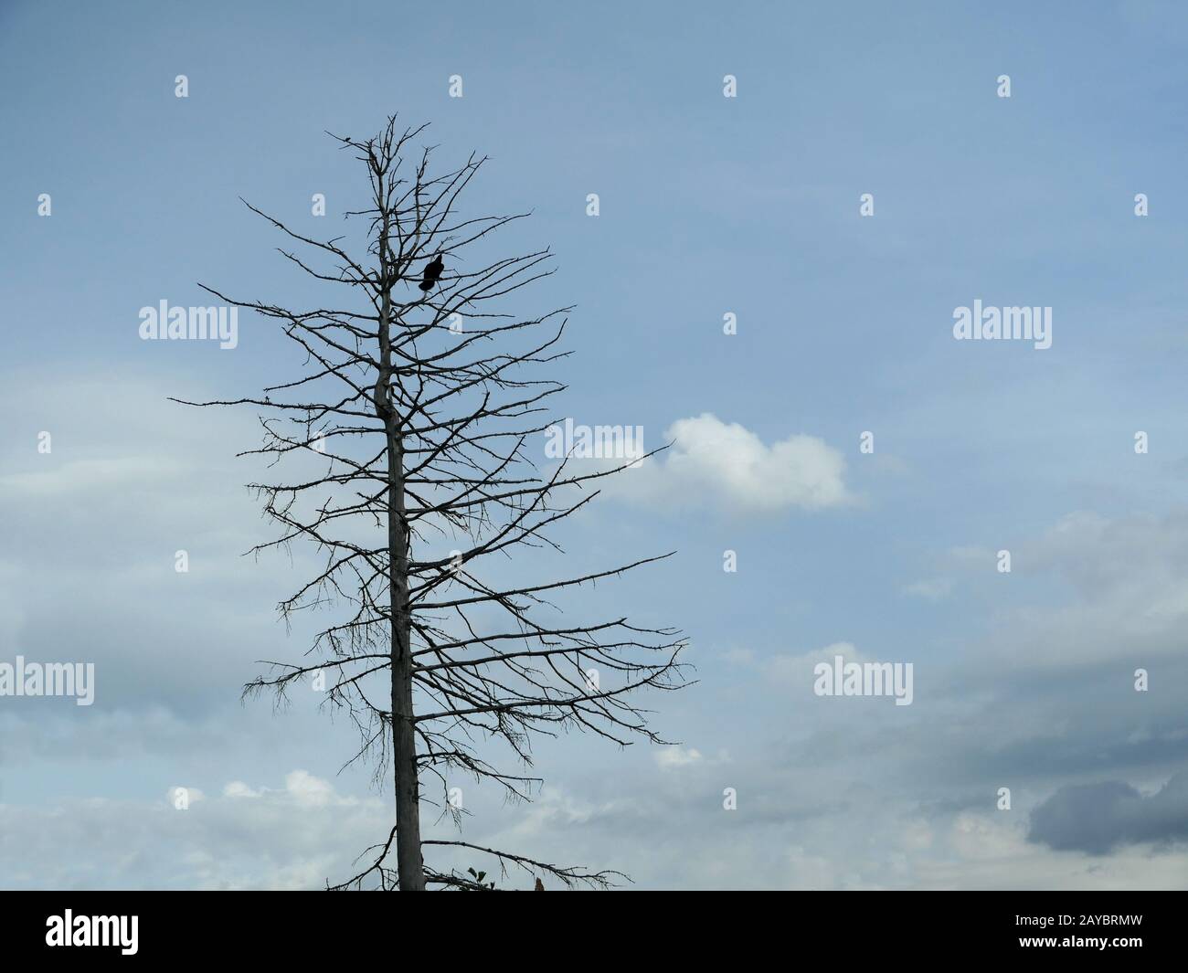 Lonely Dead Tree Stock Photo
