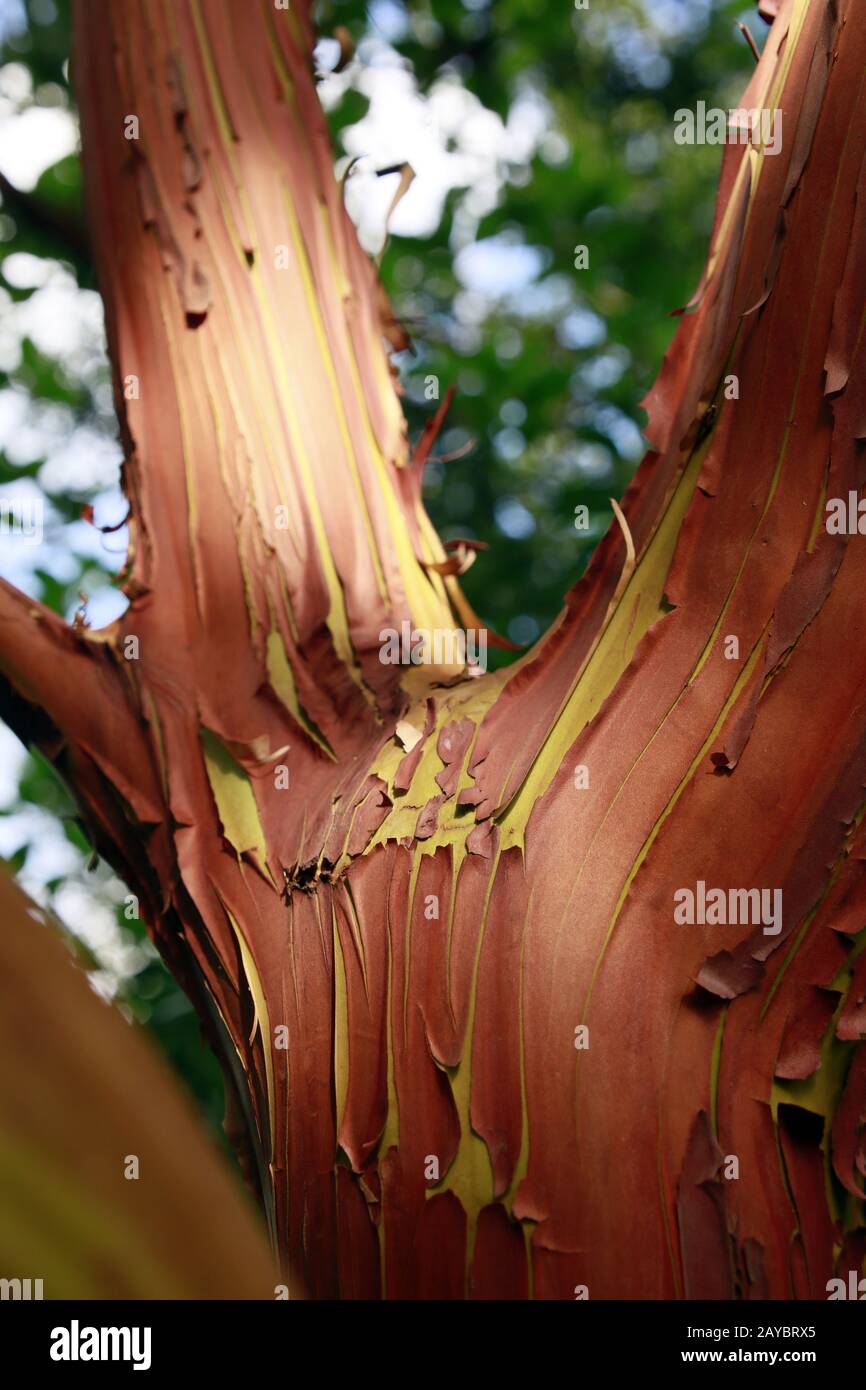 Trunk of arbutus tree with its peeling pink bark. View of Kziv