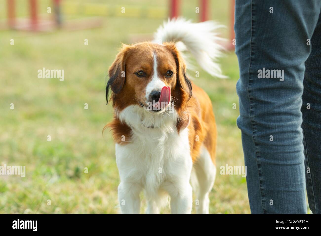 A young australian shepherd dog licking with his tongue over his nose at the dog school area. Stock Photo