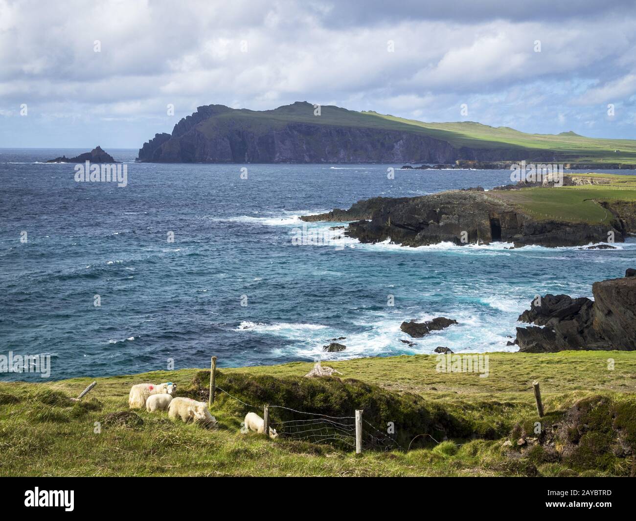 At Clogher Head Peninsula Dingle Ireland with sheep Stock Photo