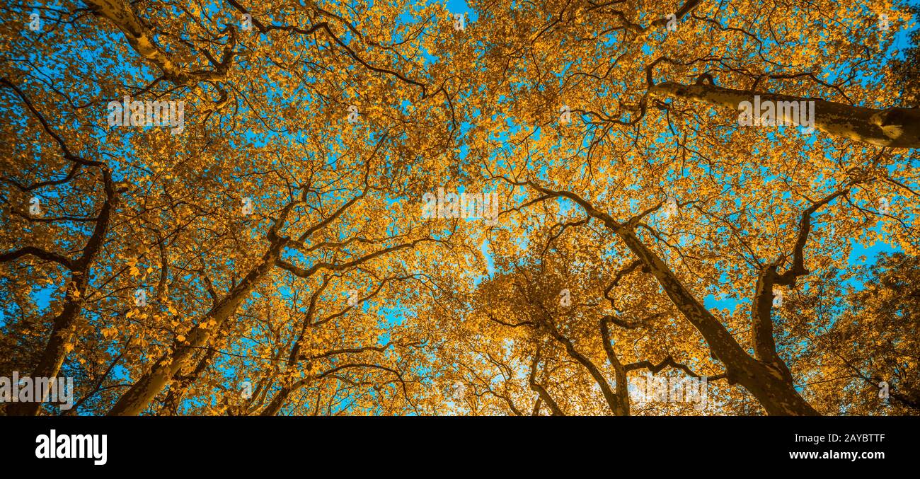 Autunm trees in the park, perfect fall scenery Stock Photo - Alamy