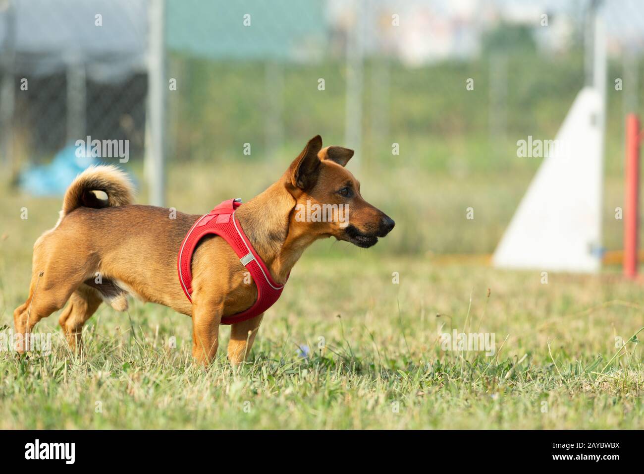 A young brown mixed breed parson terrier and german shepherd dog at the dog school waiting for a command or a signal. Age almost Stock Photo